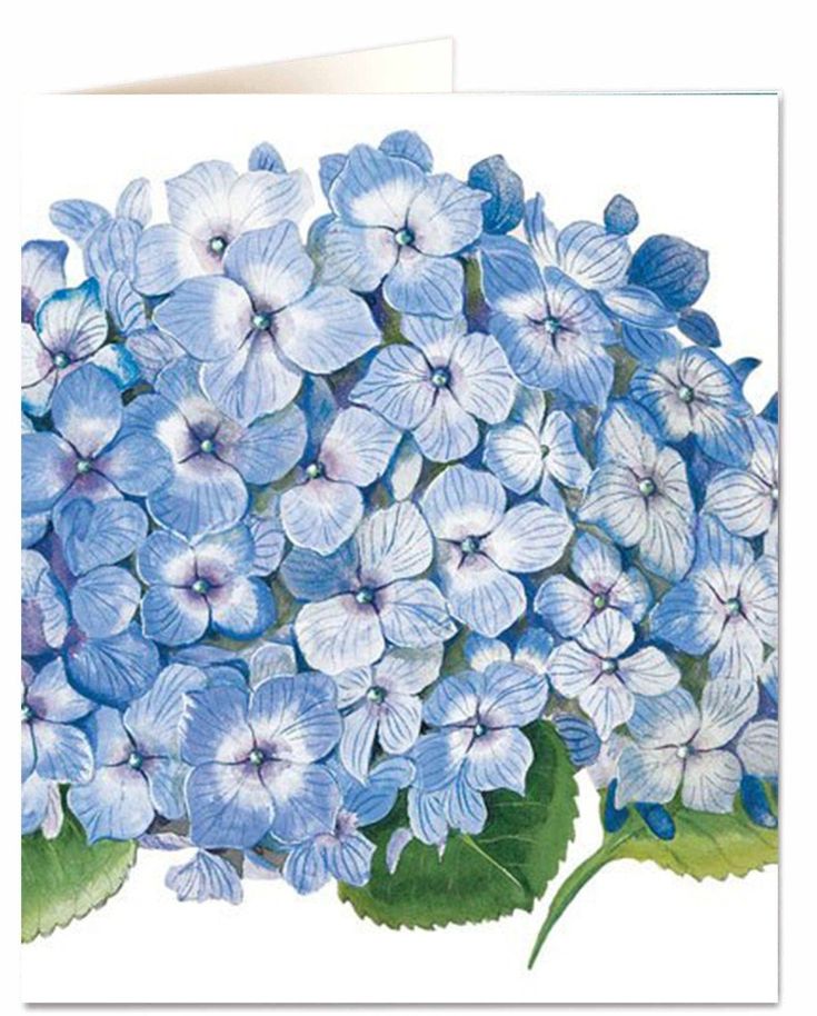 Greetings Card, Blue Hydrangea