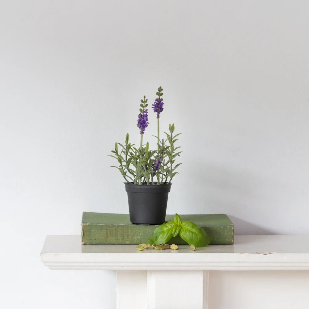 Mini Mixed Lavender in Pot