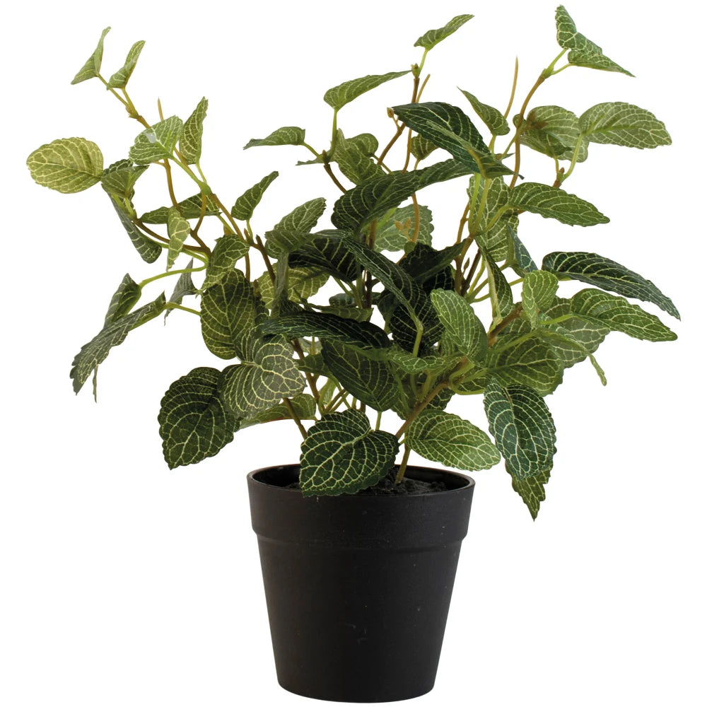 Fittonia In Pot