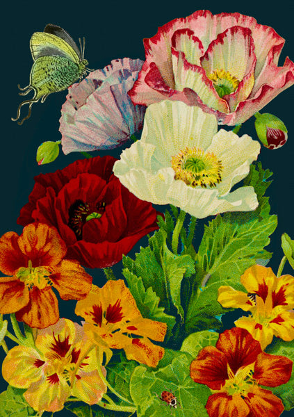 Greeting Card - Midnight Poppies