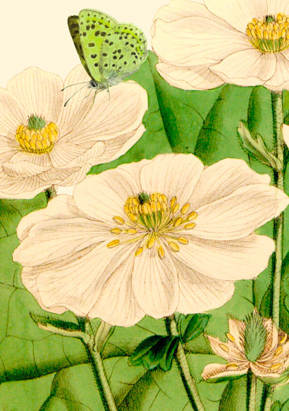 Greeting Card - Big No.4