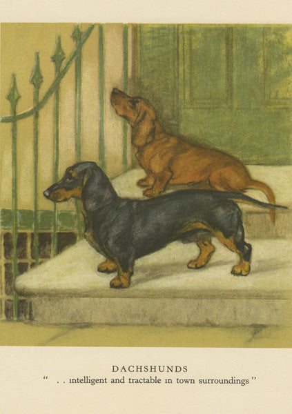 Dachshunds
