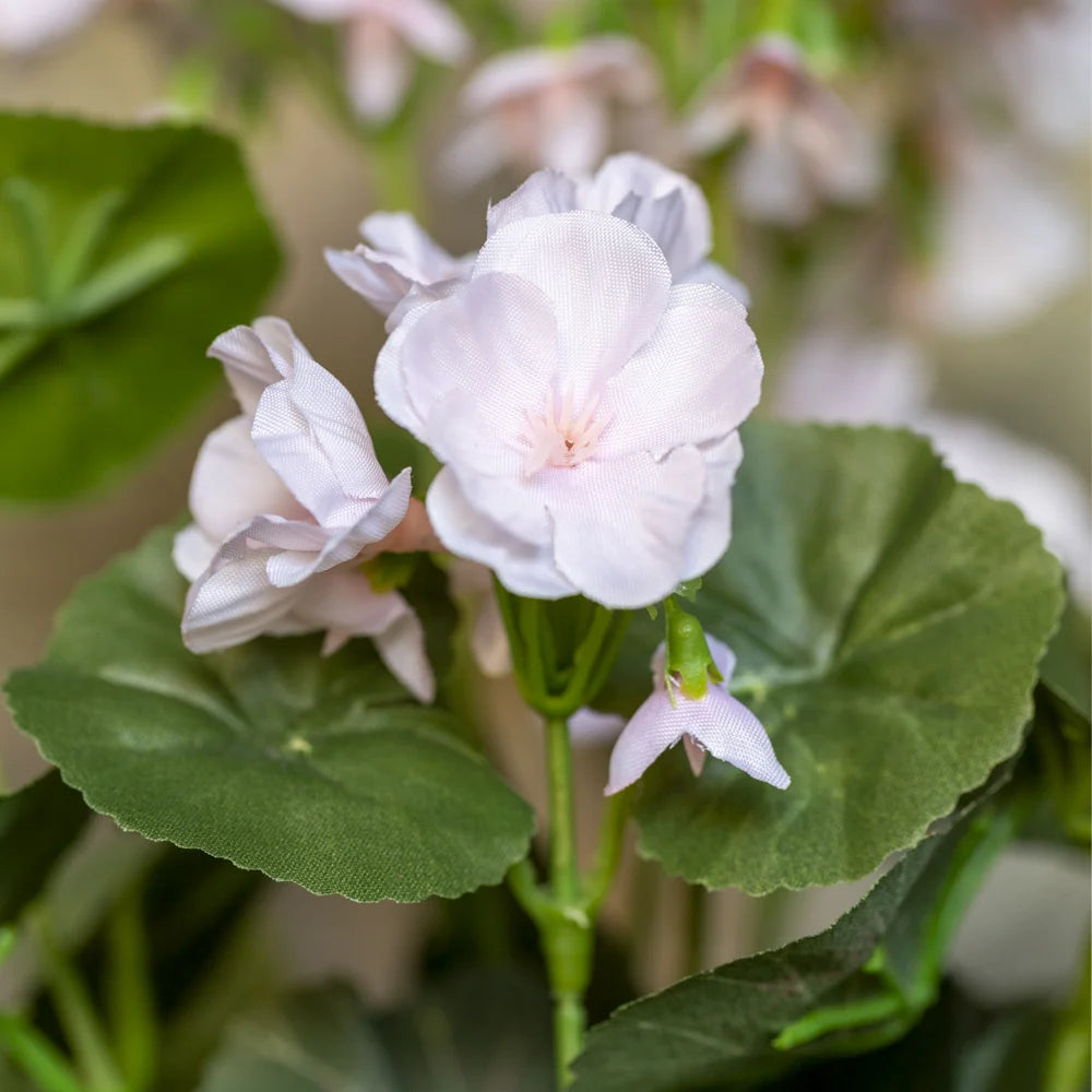 Geranium in Pot - Pink