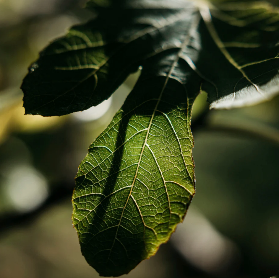 St Eval Scented Tin Candle - Fig Tree