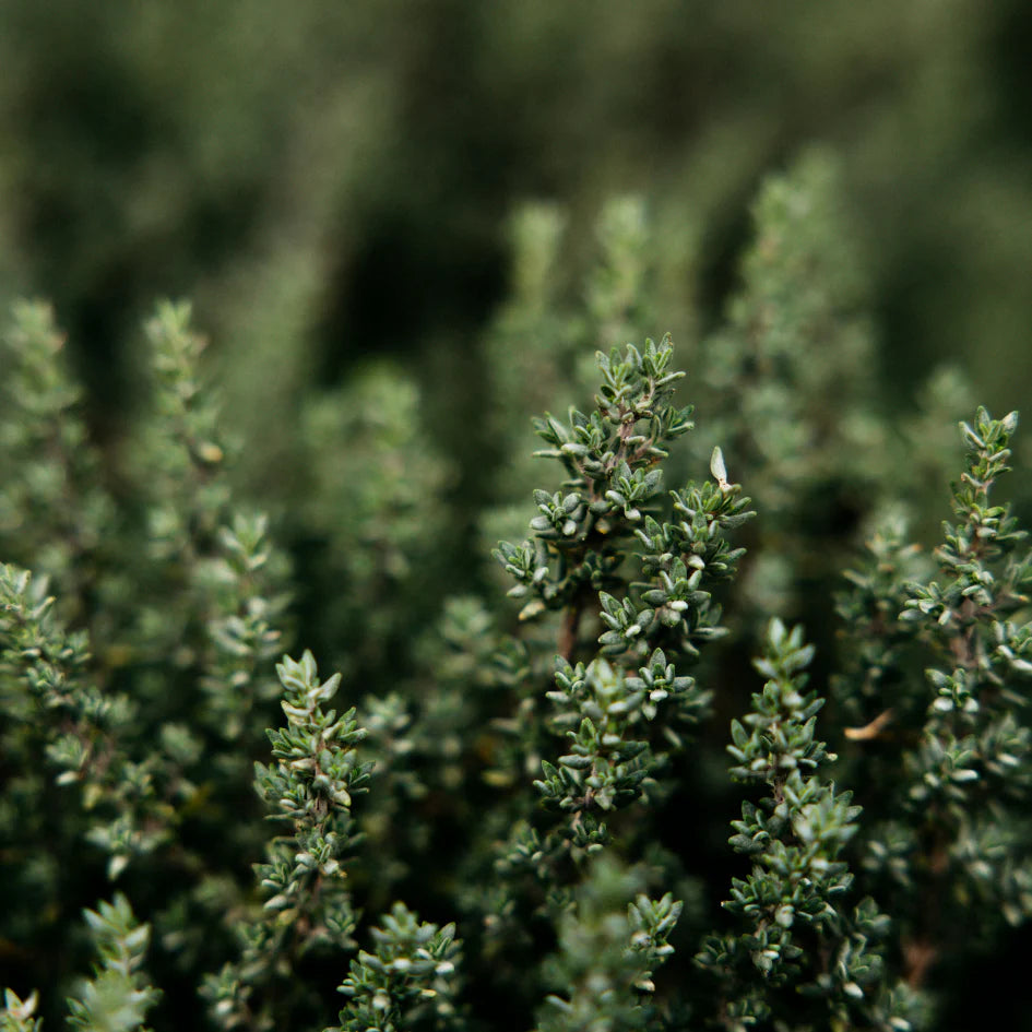 St Eval Reed Diffuser Thyme & Mint