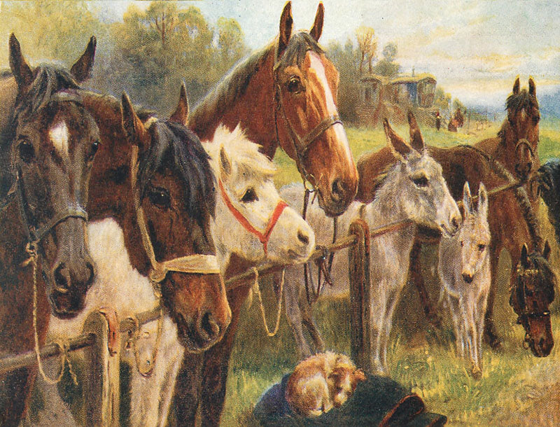 In the Field Gossip - Greeting Card