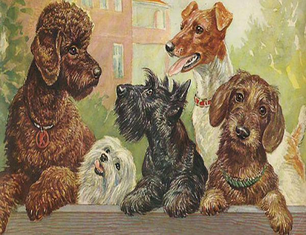 Looking Over The Fence - Greeting Card