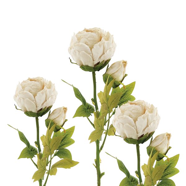 Peony White