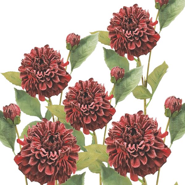 Dahlia Red