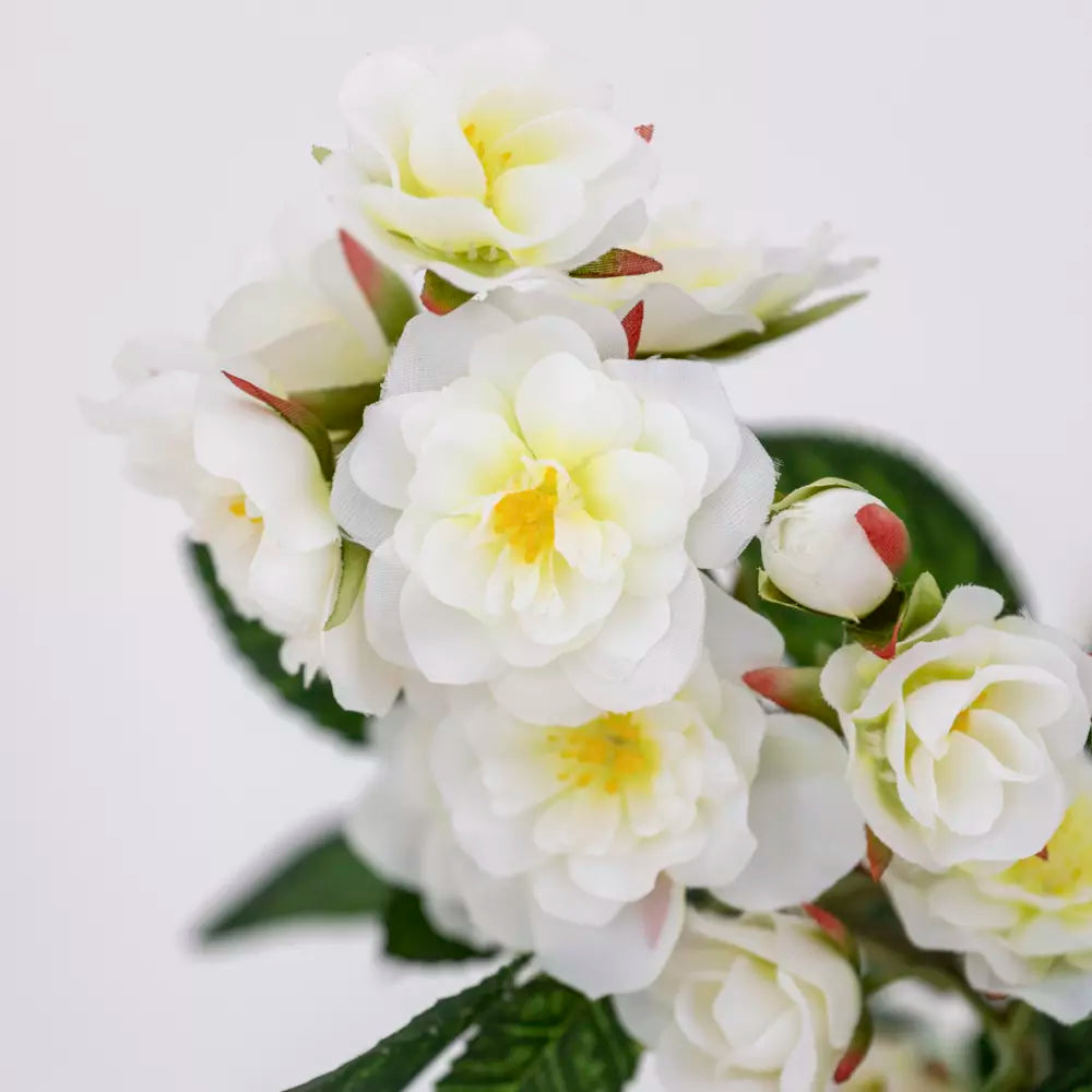 Climbing Rose Stem - Cream