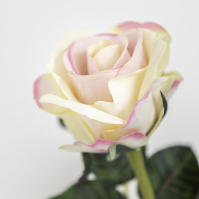 Rose Stem - Pink Edged