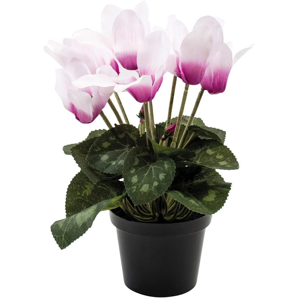 Cyclamen Pink in Pot