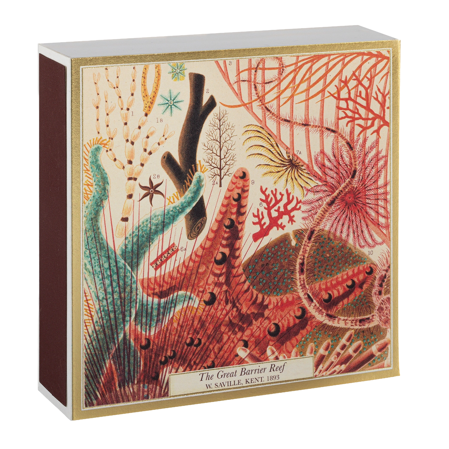 Box of Matches - The Great Barrier Reef