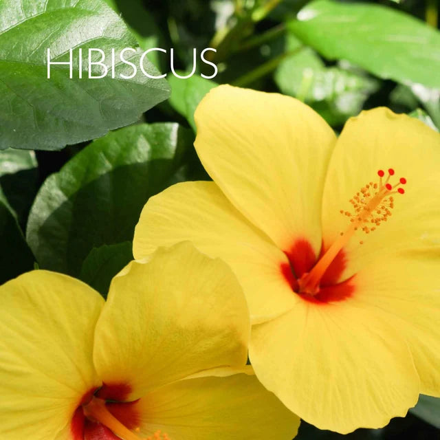 AAA Hibiscus Hand Wash