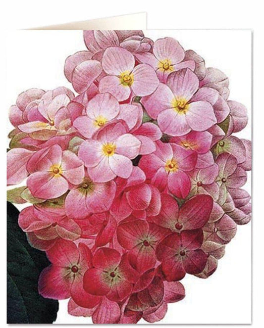 Pink Hydrangea Card