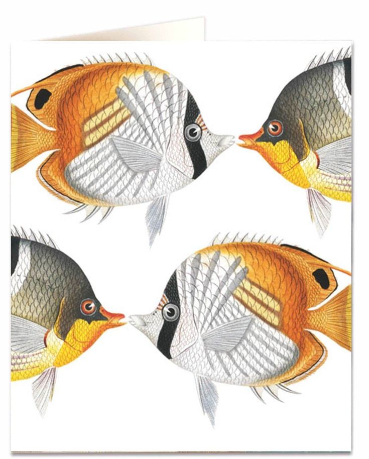 Greetings Card, Chaetodon Fish