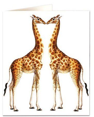 Greetings Card, Giraffes