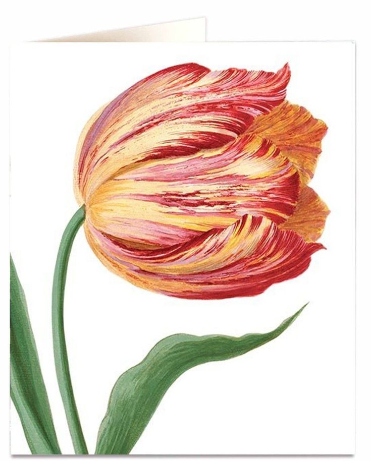 Greetings Card, Single Tulip