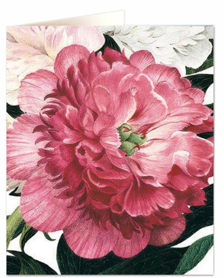 Greetings Card, Pink Rose Card