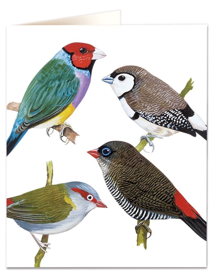 Greetings Card, Finches
