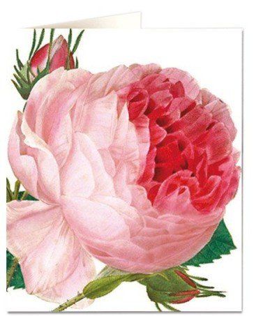 Greetings Card, Pink Rose Card