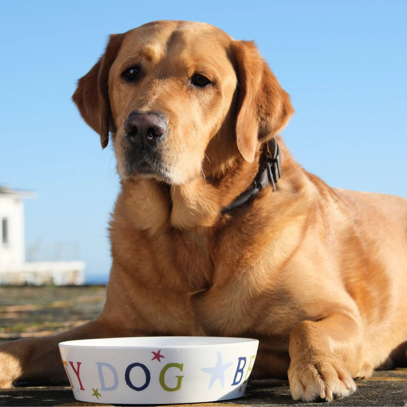Beach Dog Bowl