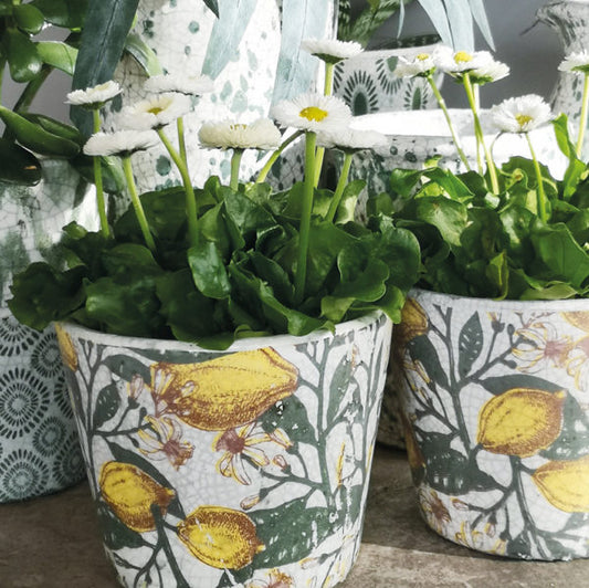 Limon  Plant Pot
