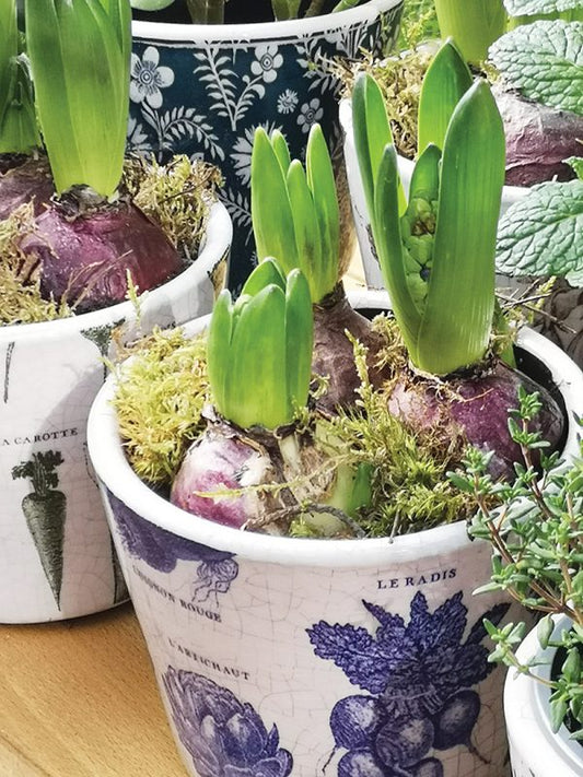 Plant Pot, Potager - Assorted Colours