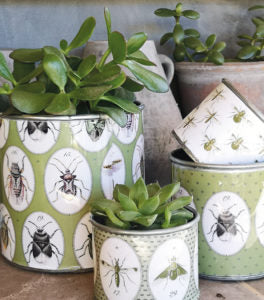 Tin Planters - Bugtasia - Olive