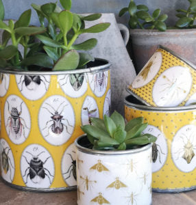 Tin Planters - Bugtasia - Dijon