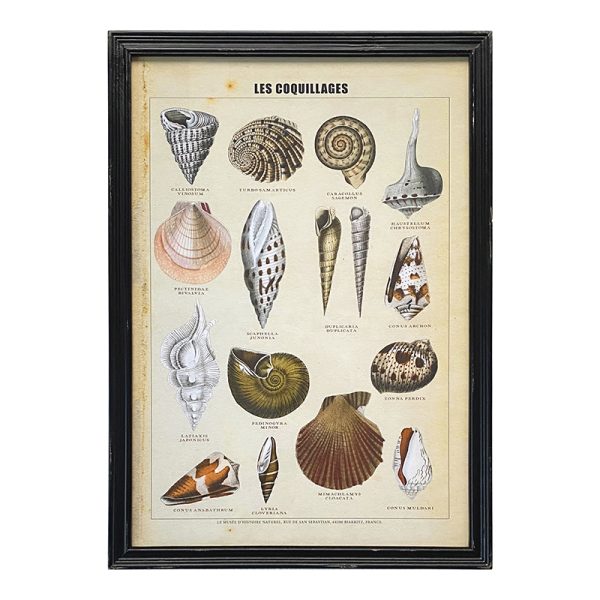 Les Coquillages Framed Print