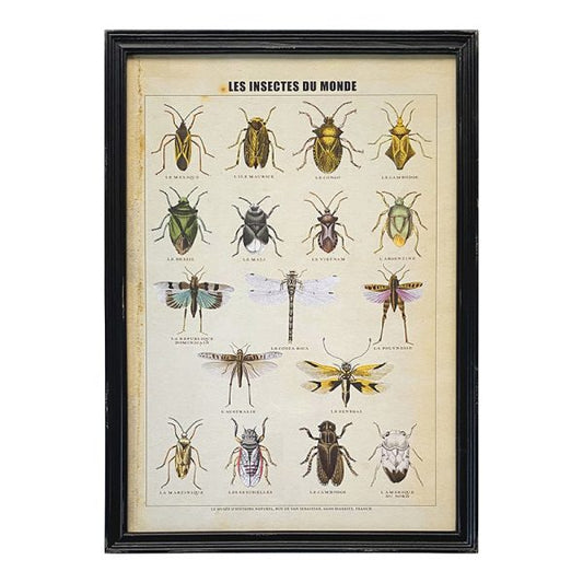 Les Insectes Framed Print