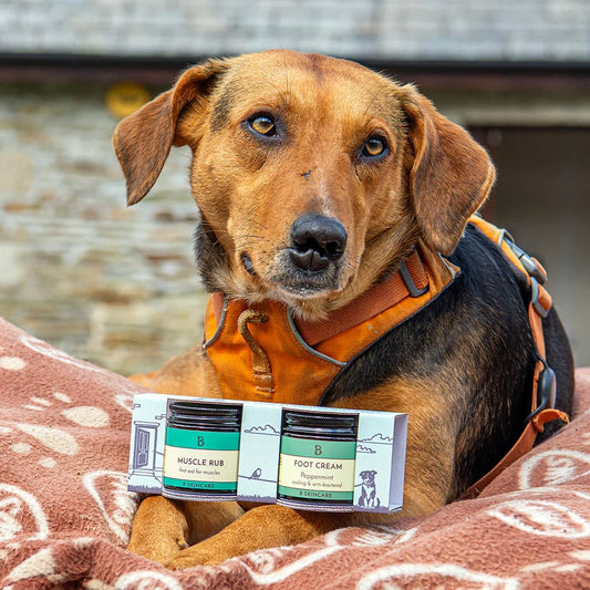 B Dog Walking Gift Box