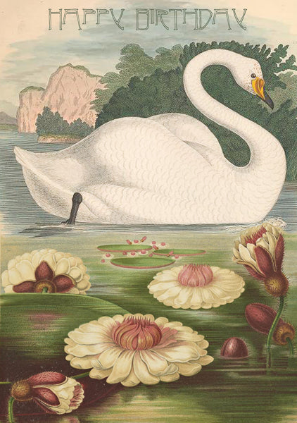 Happy Birthday - The Swan
