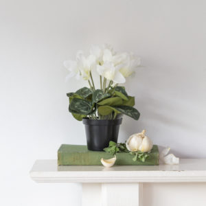 Cyclamen White in Pot