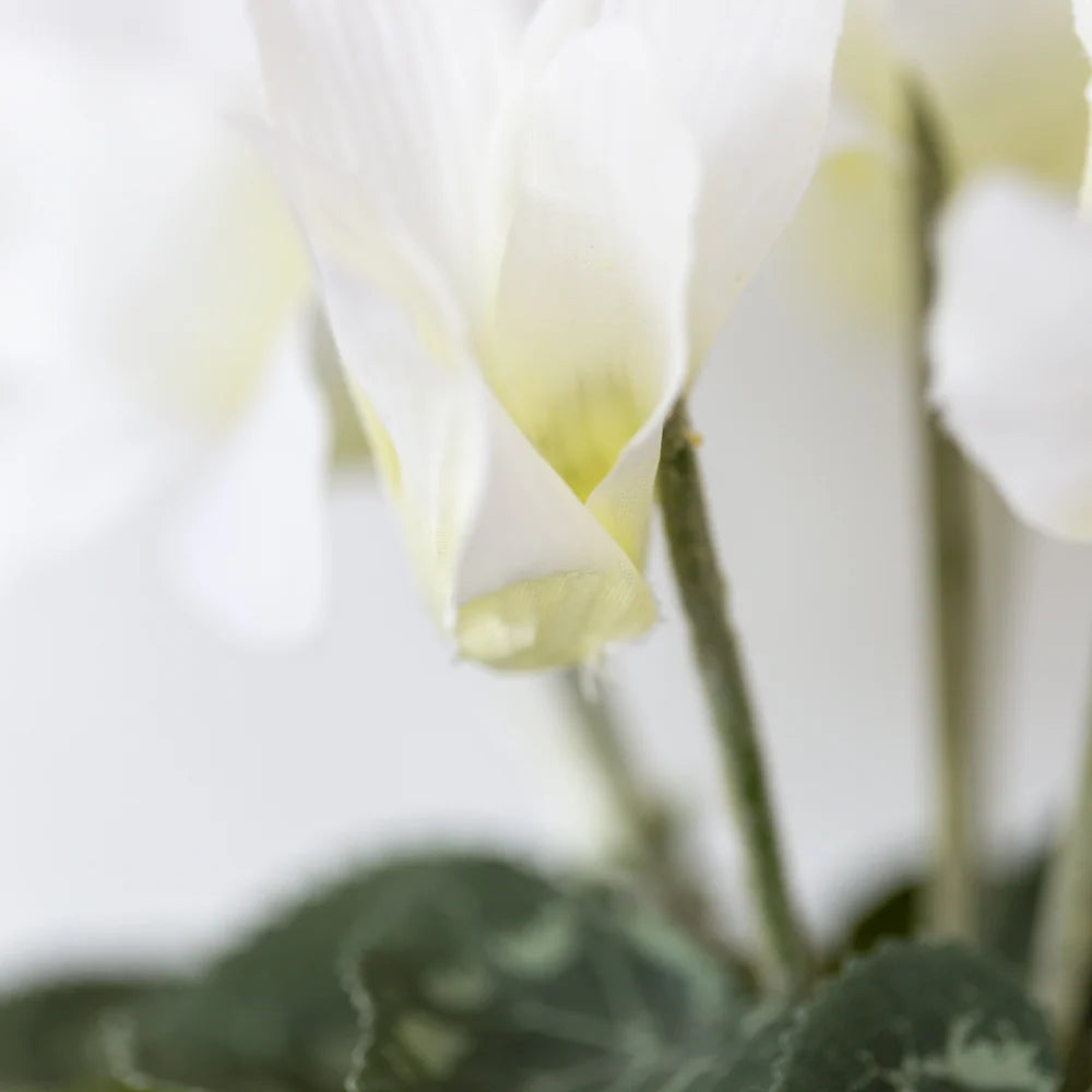 Cyclamen White in Pot