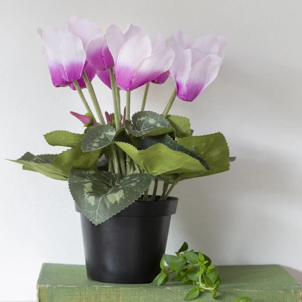 Cyclamen Pink in Pot
