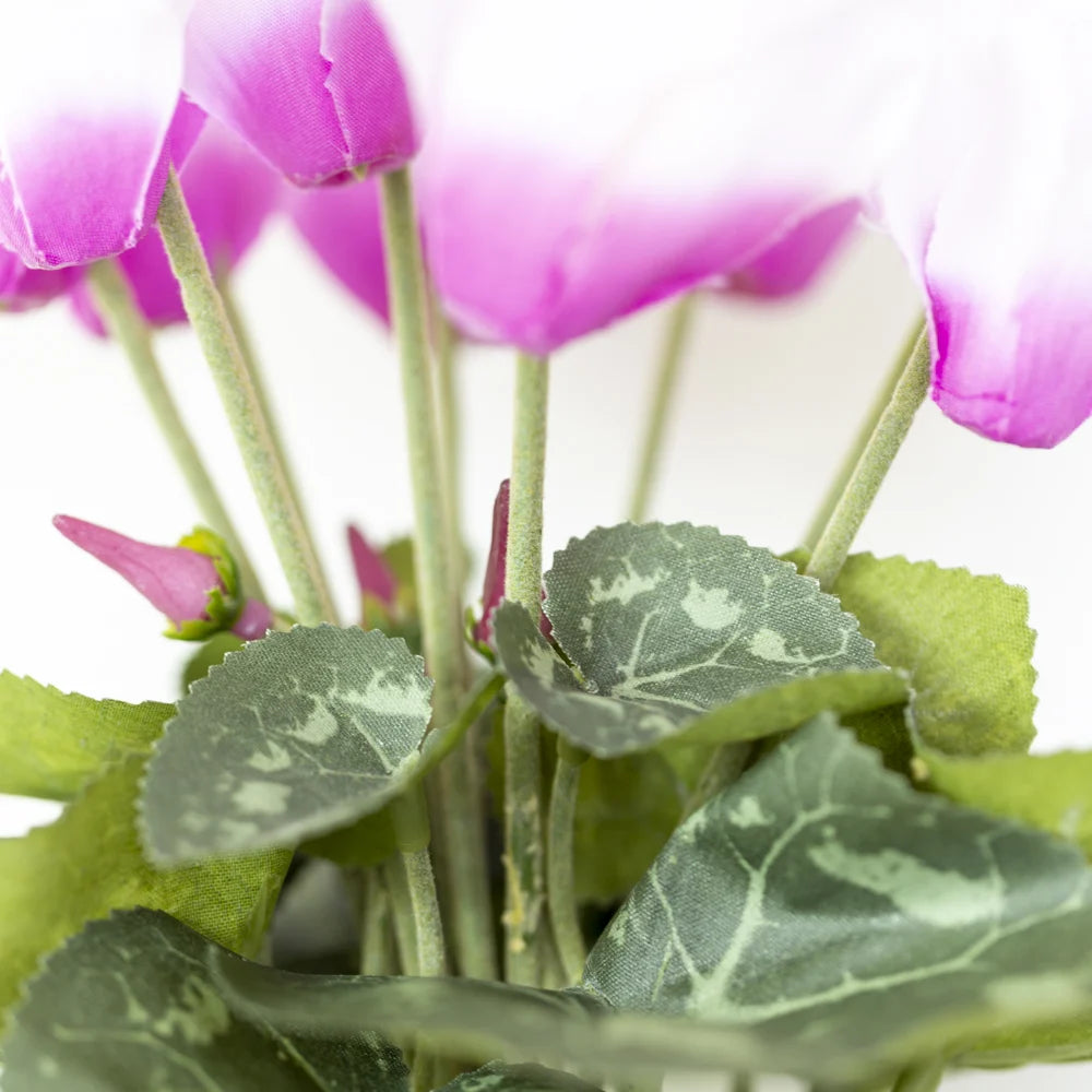Cyclamen Pink in Pot