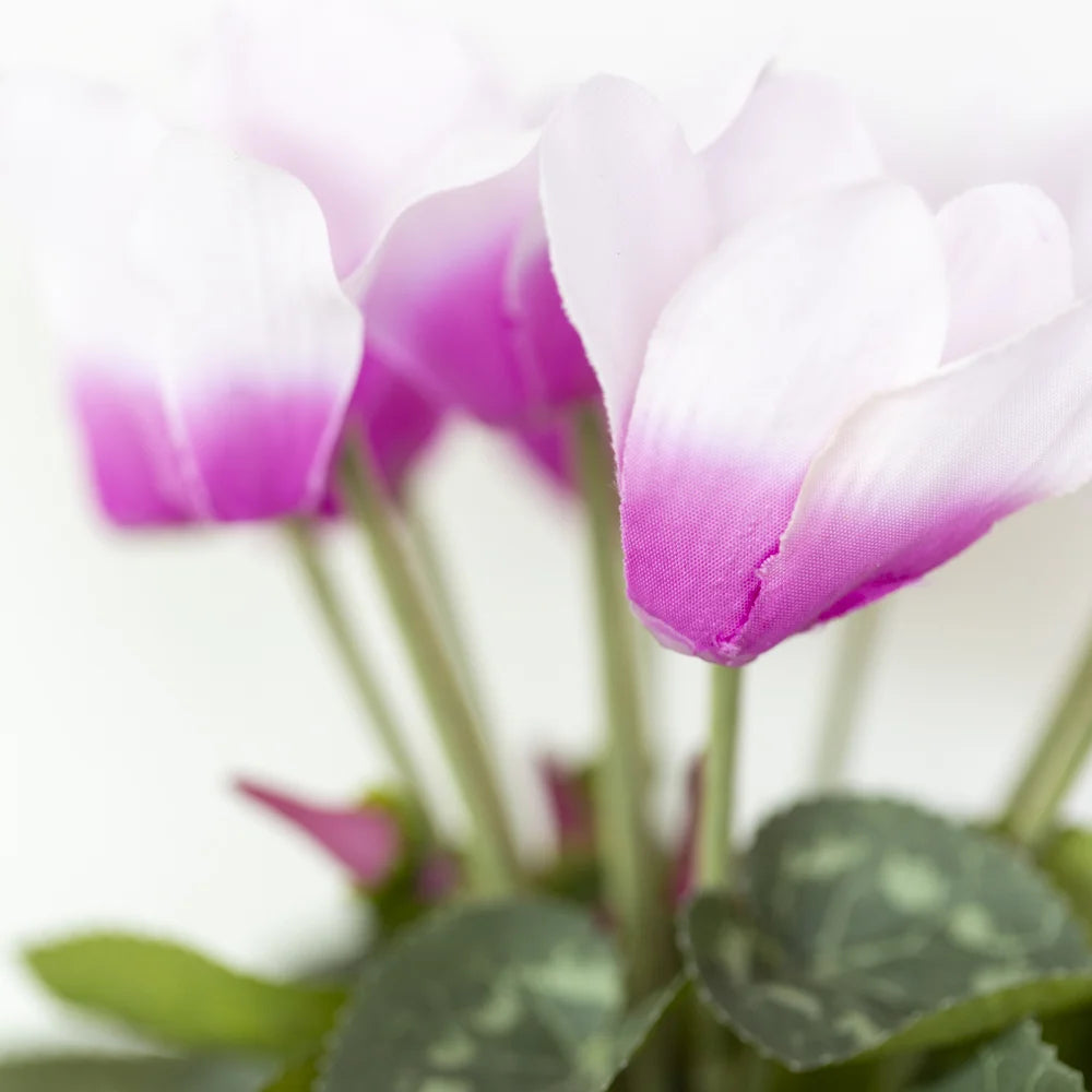 Cyclamen Pink in Pot