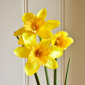 Daffodil Stem