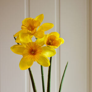 Daffodil Stem