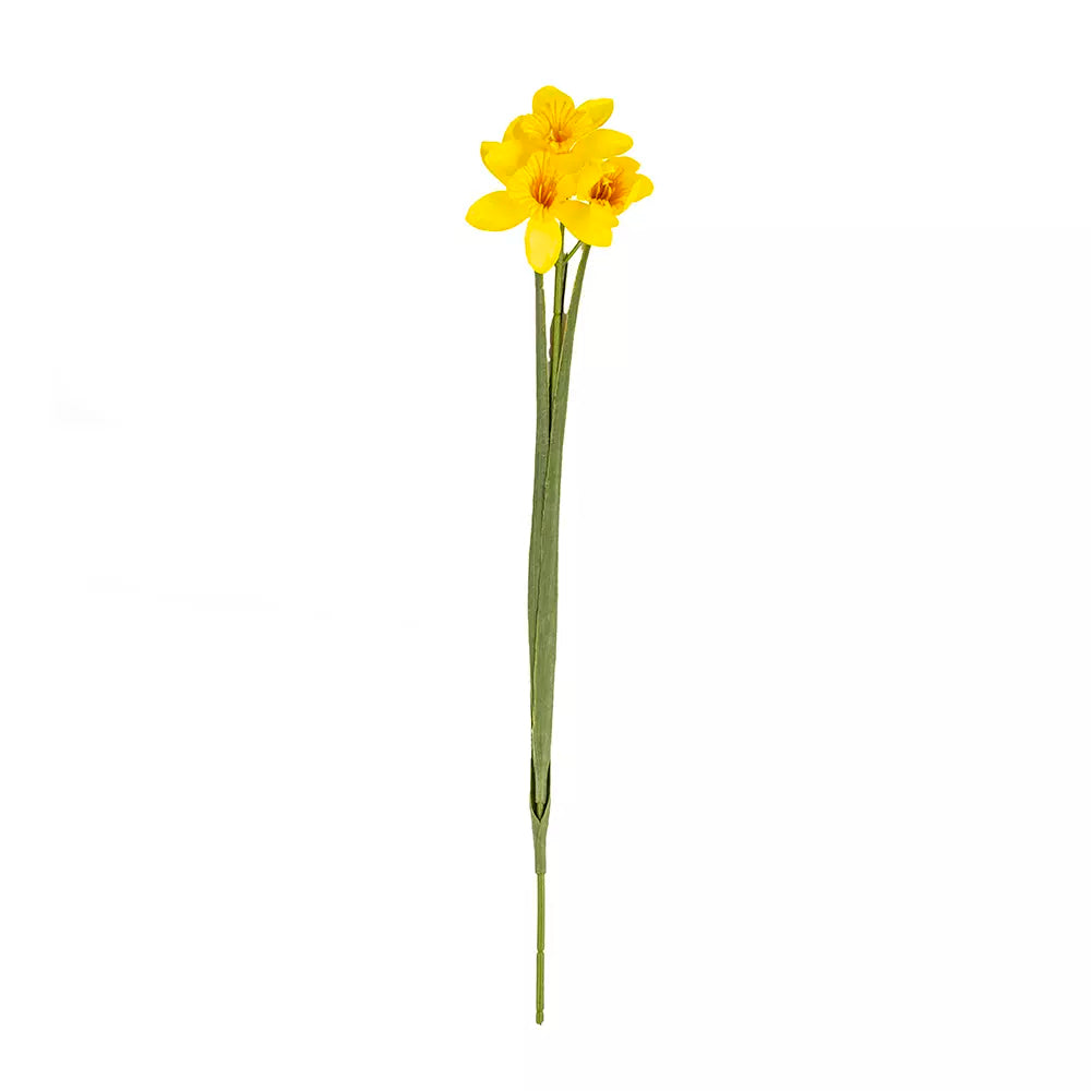 Daffodil Stem