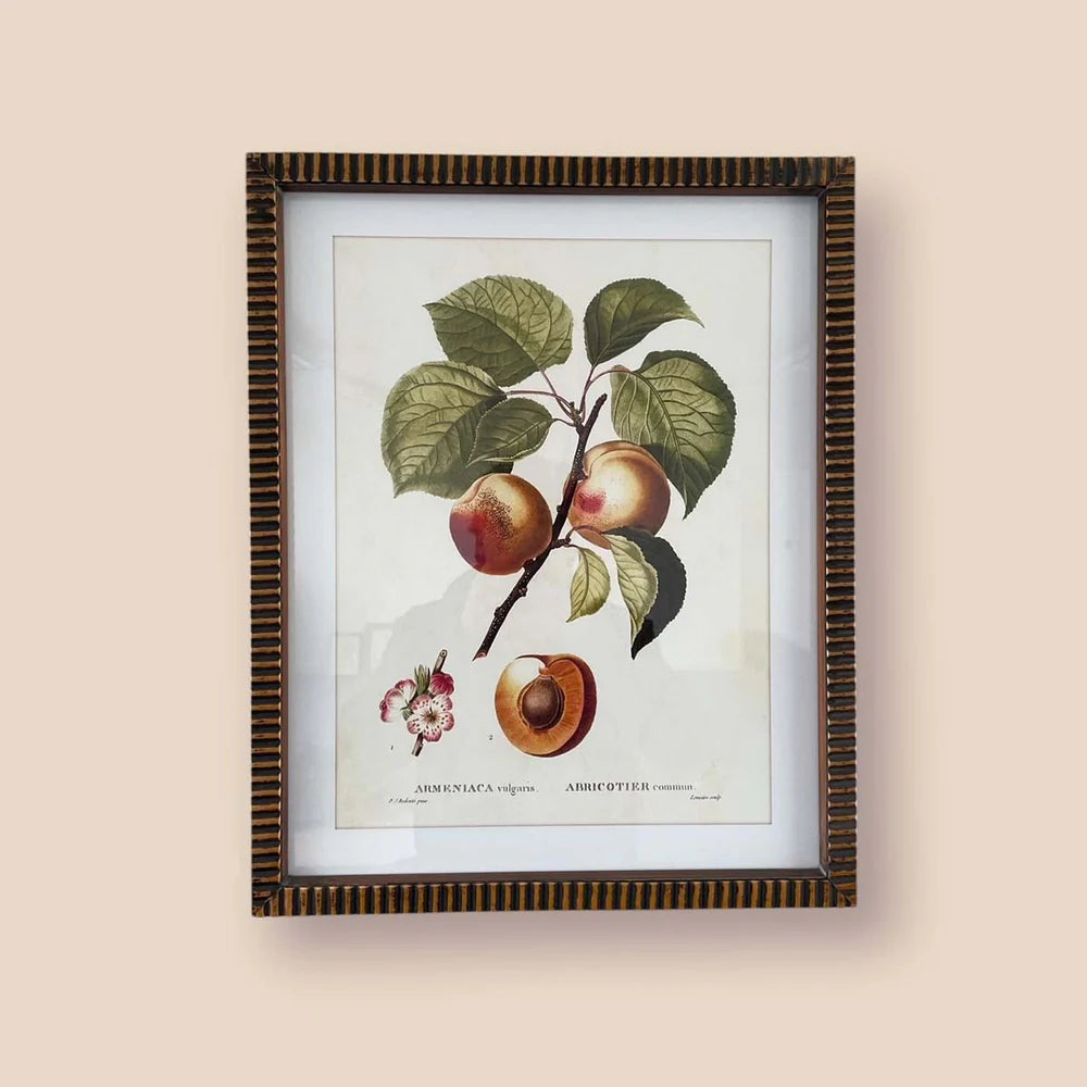 Fruity Wall Art - Apricots