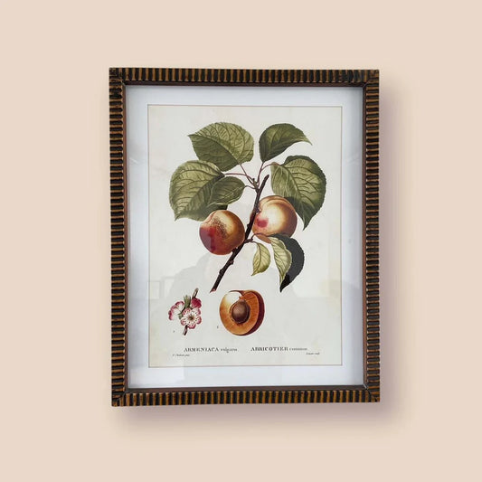 Fruity Wall Art - Apricots