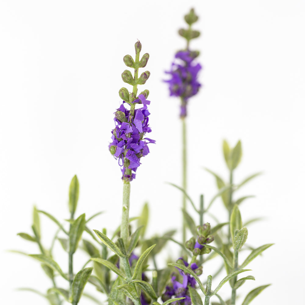 Mini Mixed Lavender in Pot
