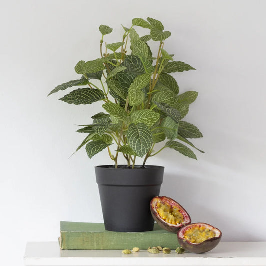 Fittonia In Pot