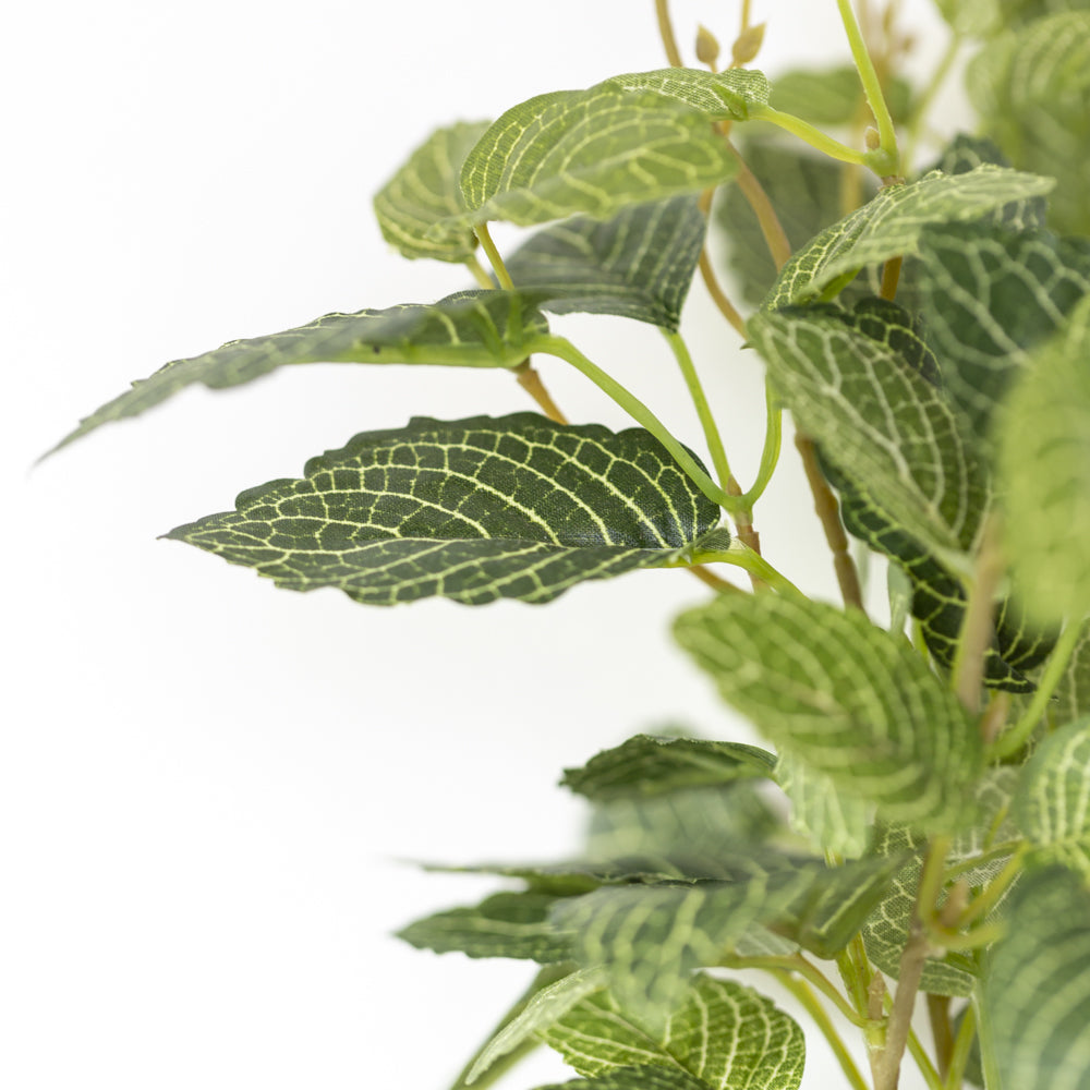 Fittonia In Pot