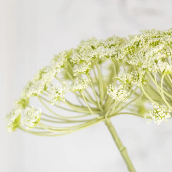 Cow Parsley