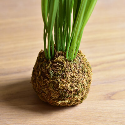Dwarf White Crocus on Moss Ball