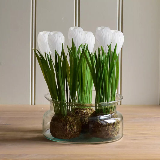 Dwarf White Crocus on Moss Ball